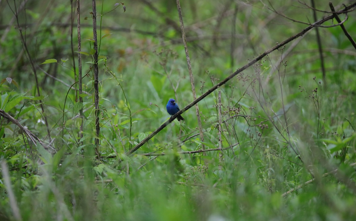 Passerin indigo - ML647591672