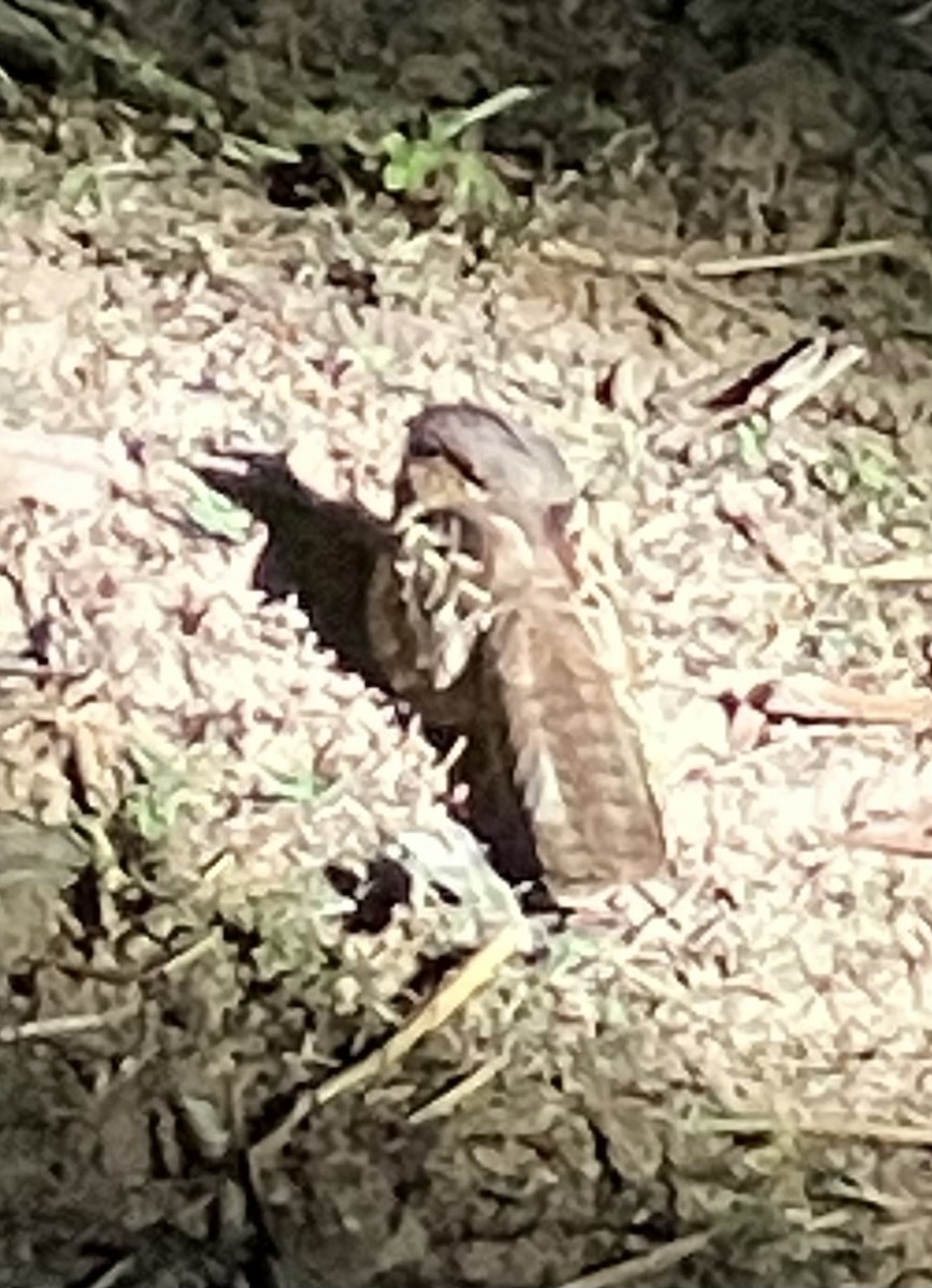 pauraquenattravn - ML647591673