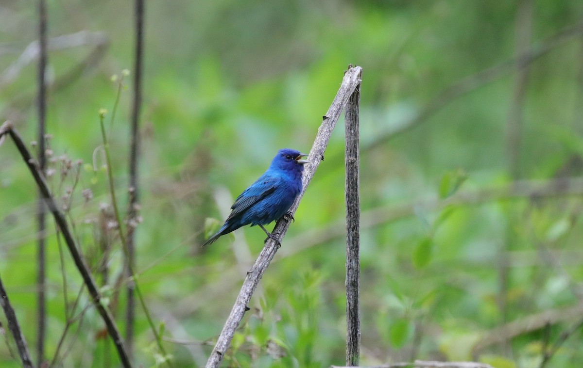 Passerin indigo - ML647591674