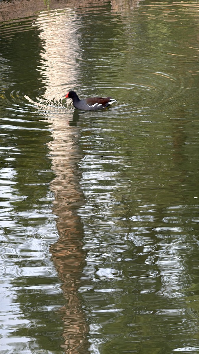 slípka americká - ML647591675