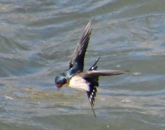 Barn Swallow - ML647591678