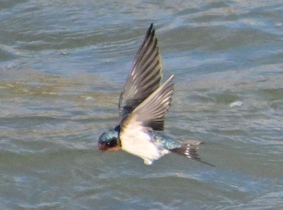 Barn Swallow - ML647591684