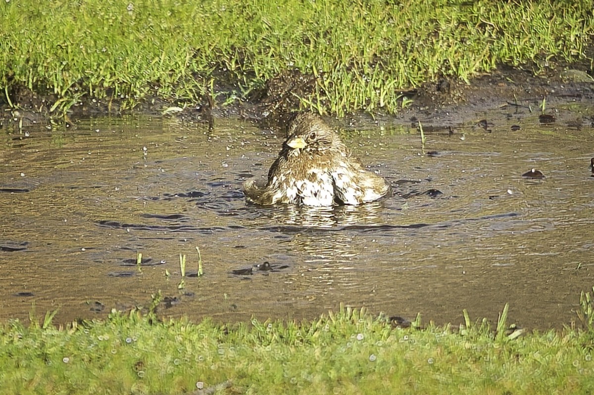 strnadec kaštanový [skupina unalaschcensis] - ML647591714