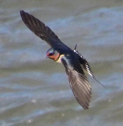 Barn Swallow - ML647591723