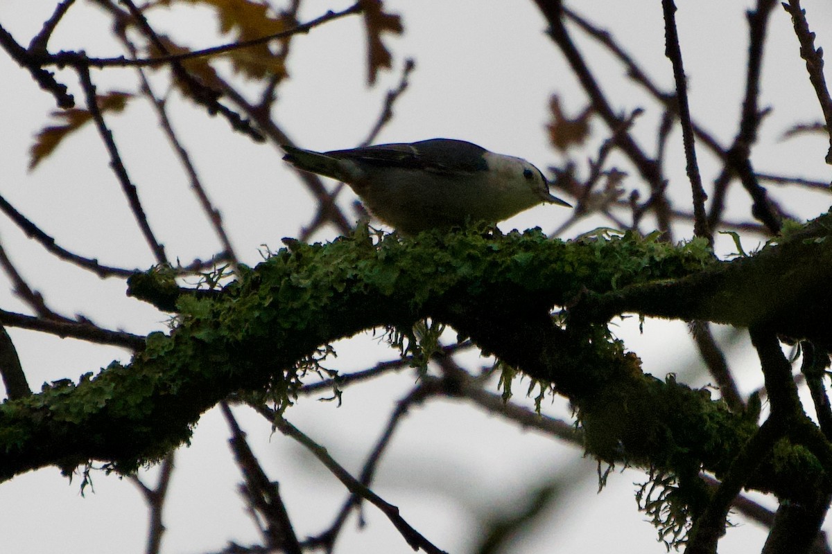 White-breasted Nuthatch - ML647591729