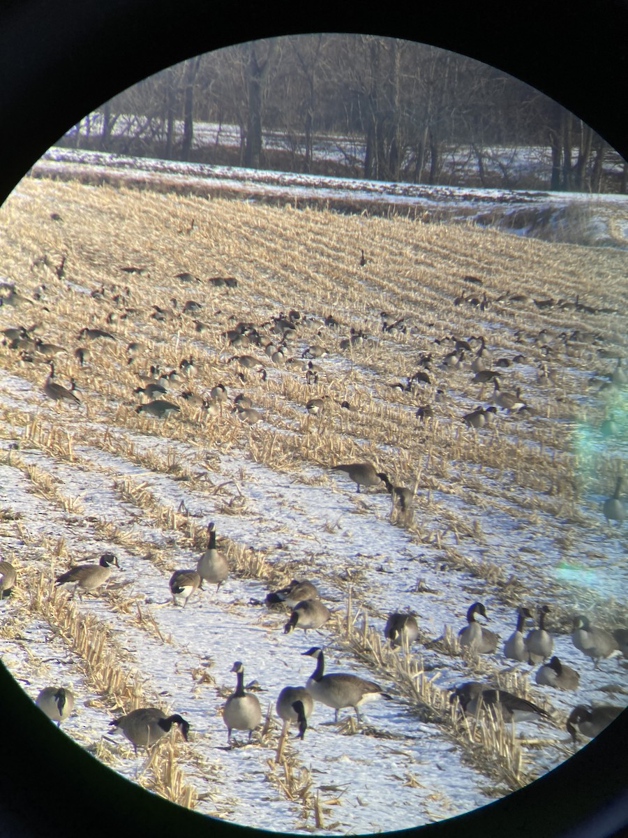 Canada Goose - ML647591731