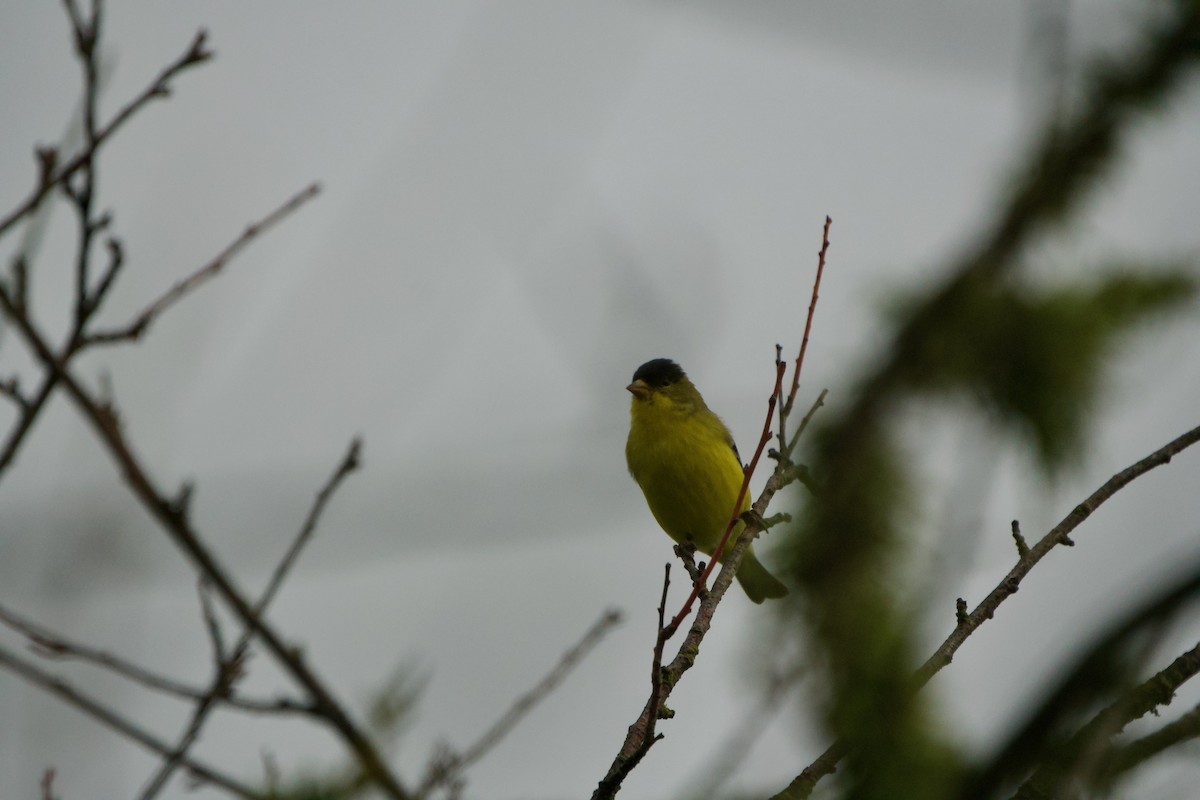 Lesser Goldfinch - ML647591737