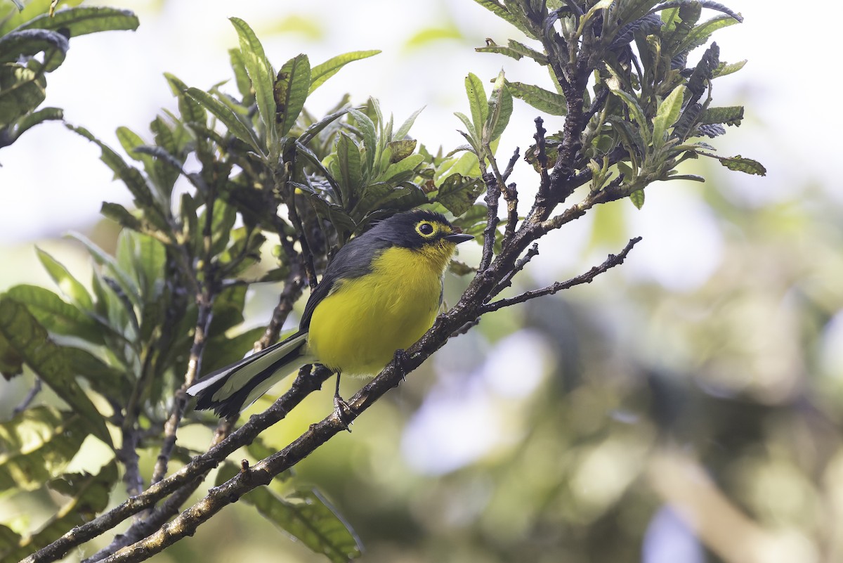 Spectacled Redstart - ML647591744