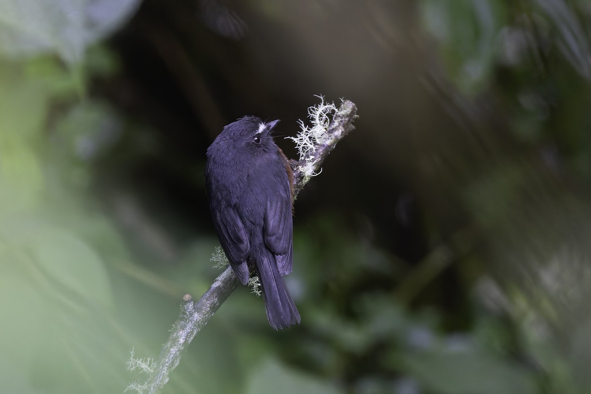 Пітайо темноспинний - ML647591766