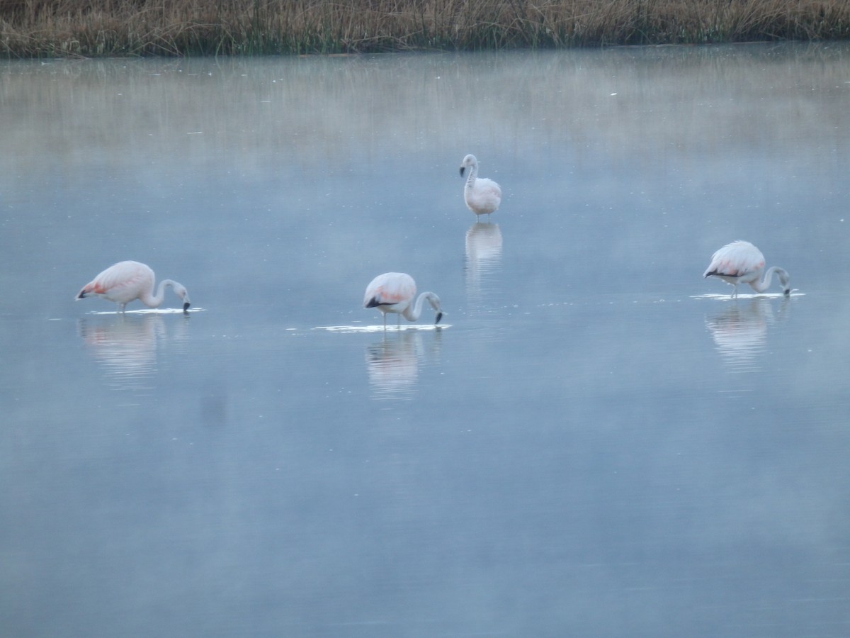 פלמינגו צ'יליאני - ML647591774