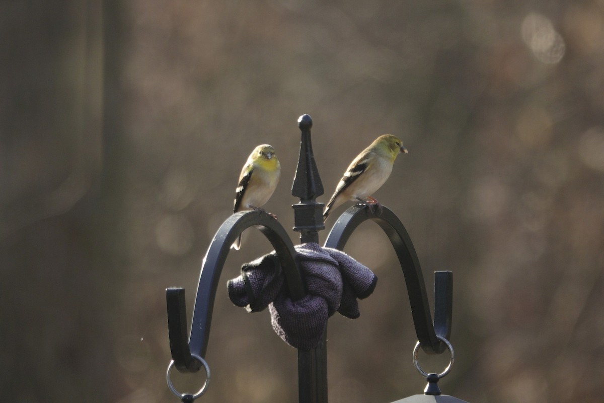 American Goldfinch - ML647591785