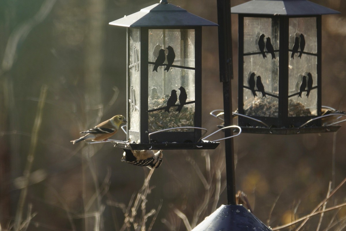 American Goldfinch - ML647591786