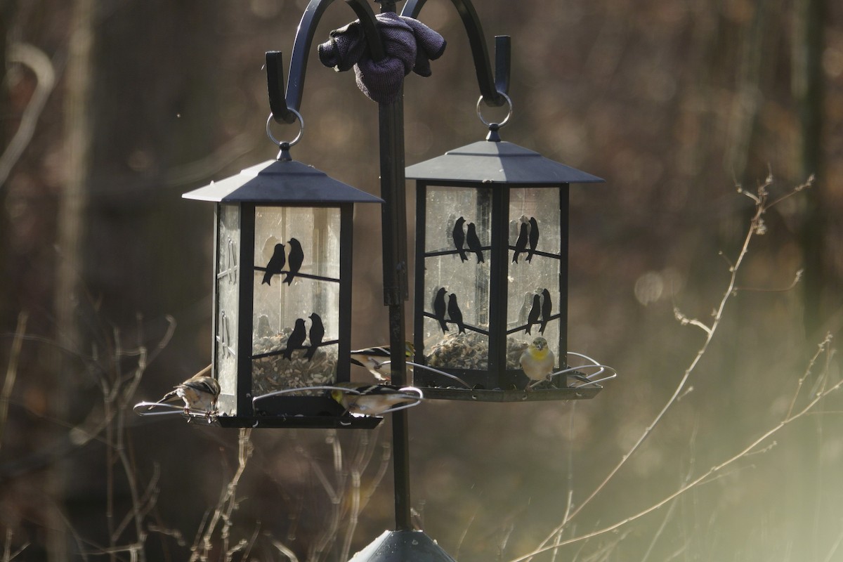 American Goldfinch - ML647591787