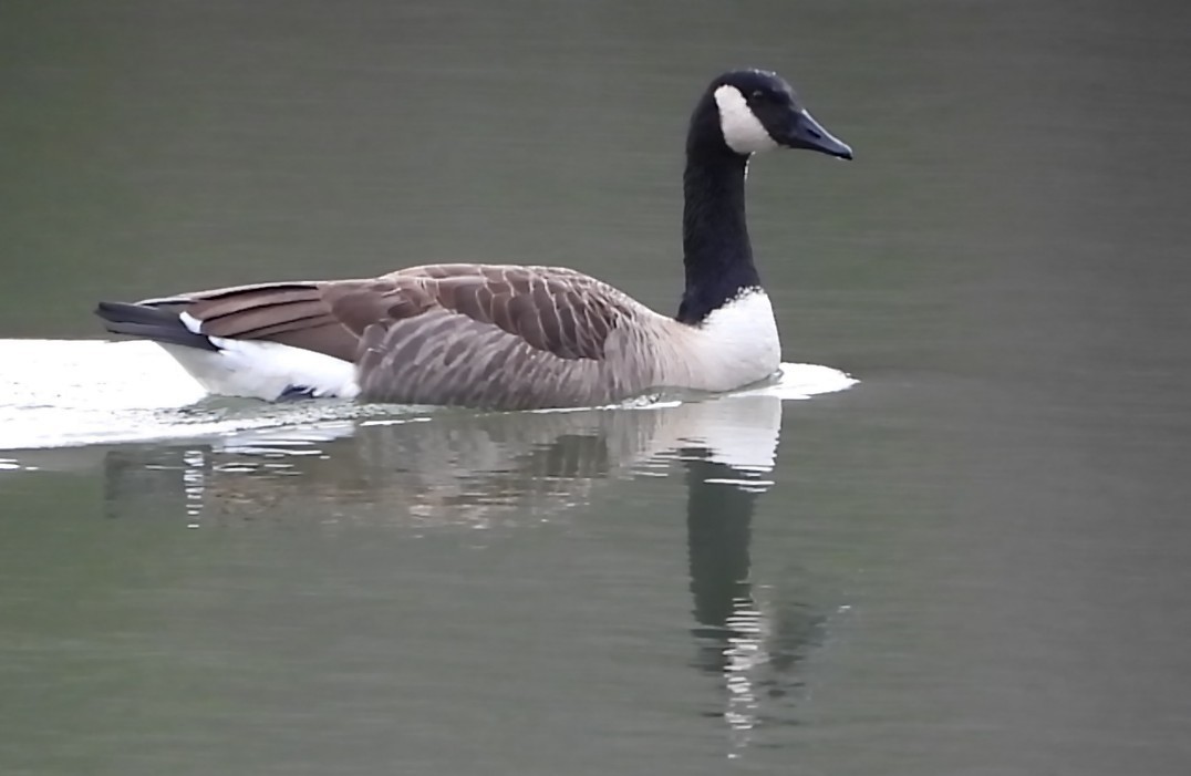 Canada Goose - ML647591792