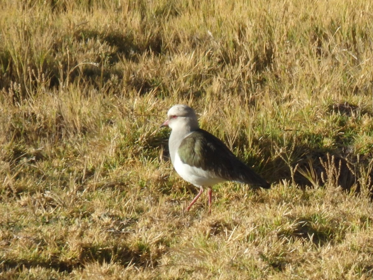 Andean Lapwing - ML647591807