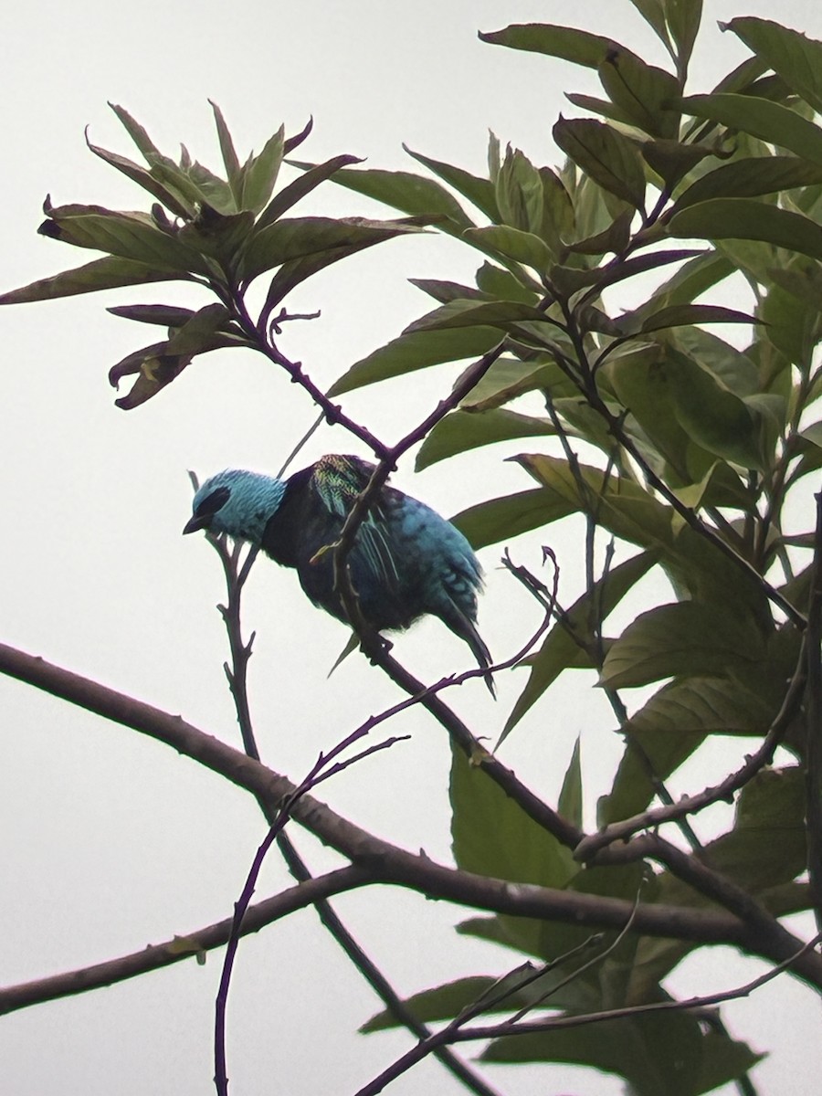 Blue-necked Tanager - ML647591810