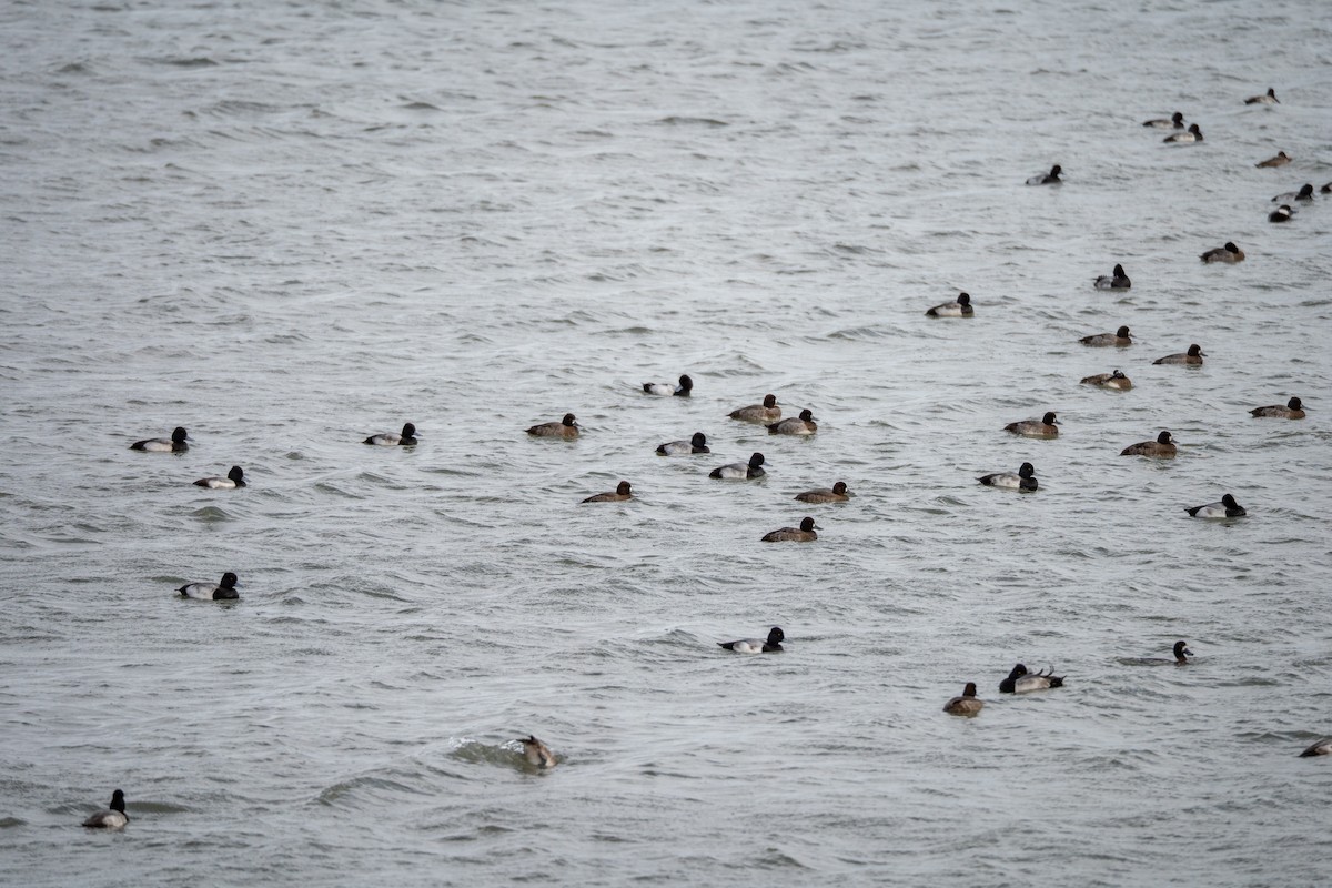 Lesser Scaup - ML647591826