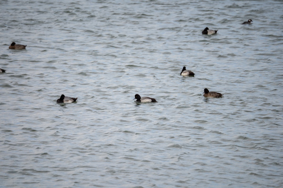 Lesser Scaup - ML647591851