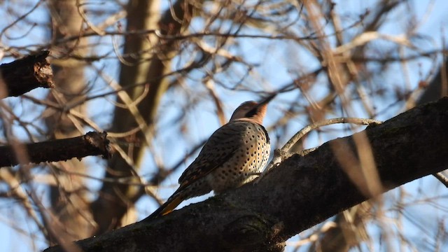 Декол золотистий - ML647591857