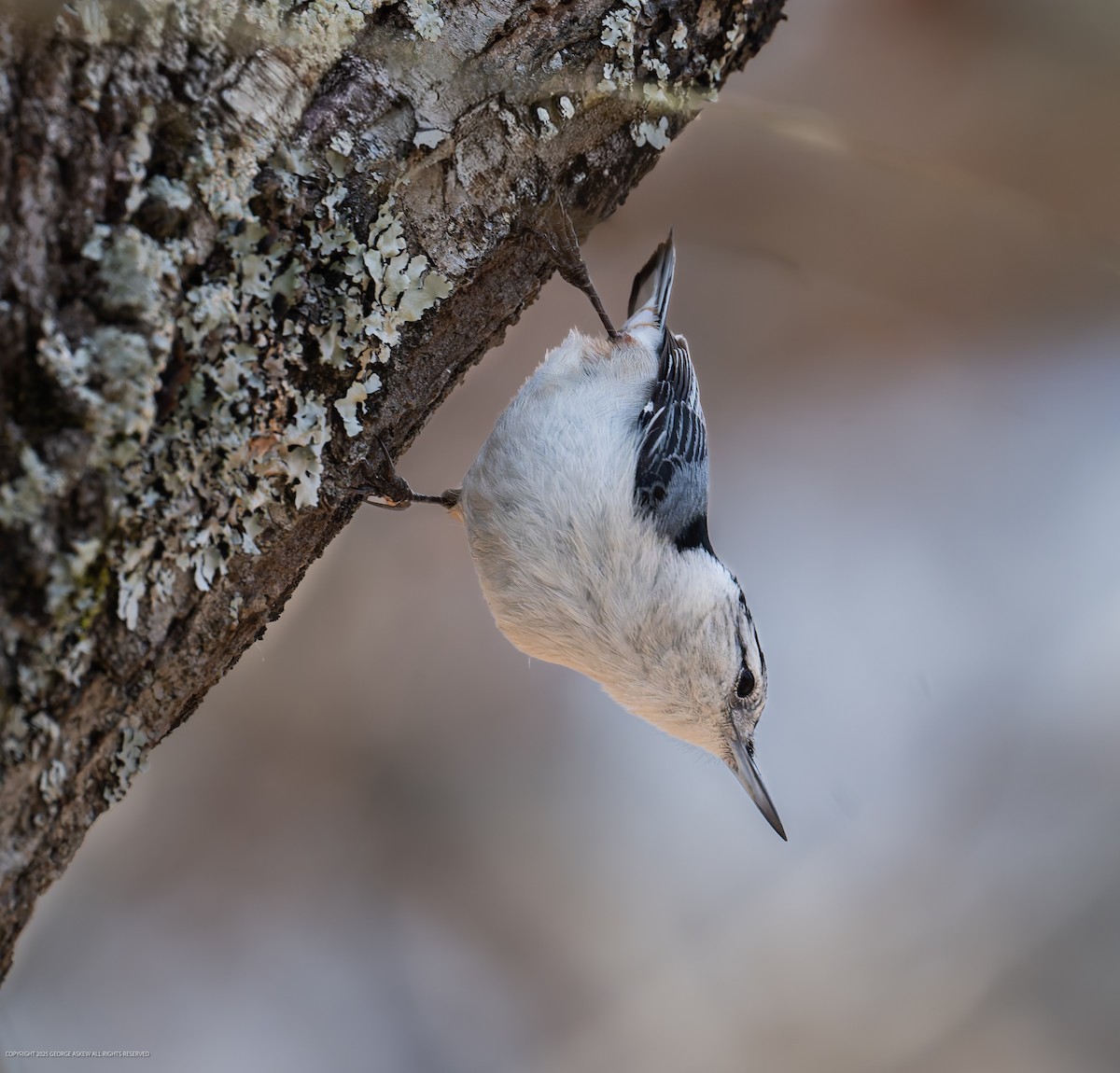 White-breasted Nuthatch - ML647591863