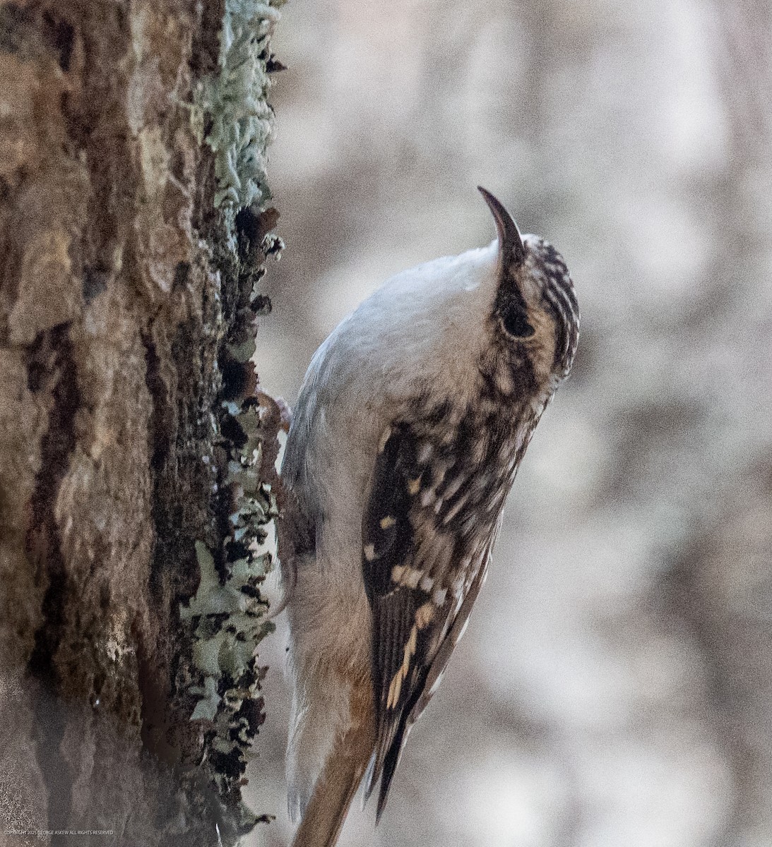 Brown Creeper - ML647591874