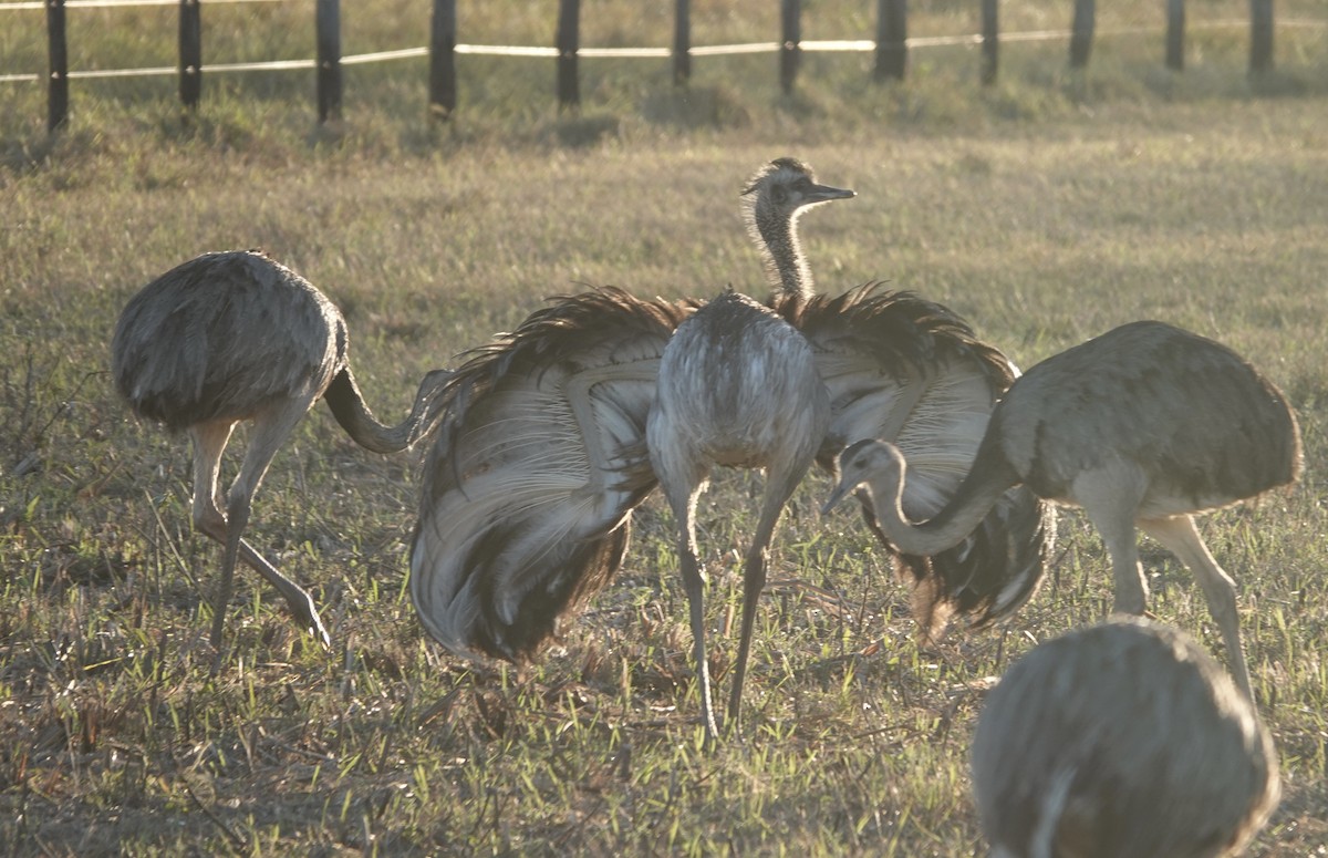 Greater Rhea - ML647591888