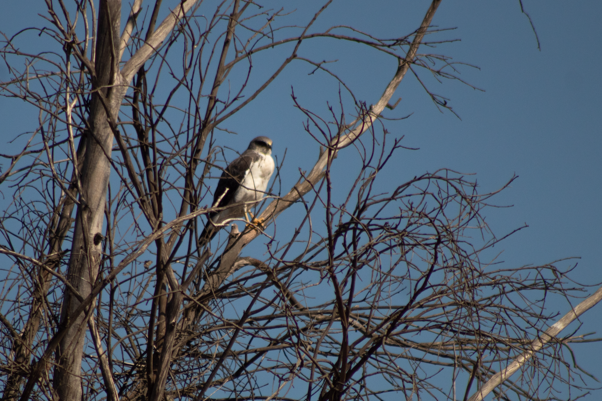 セアカノスリ - ML647591923