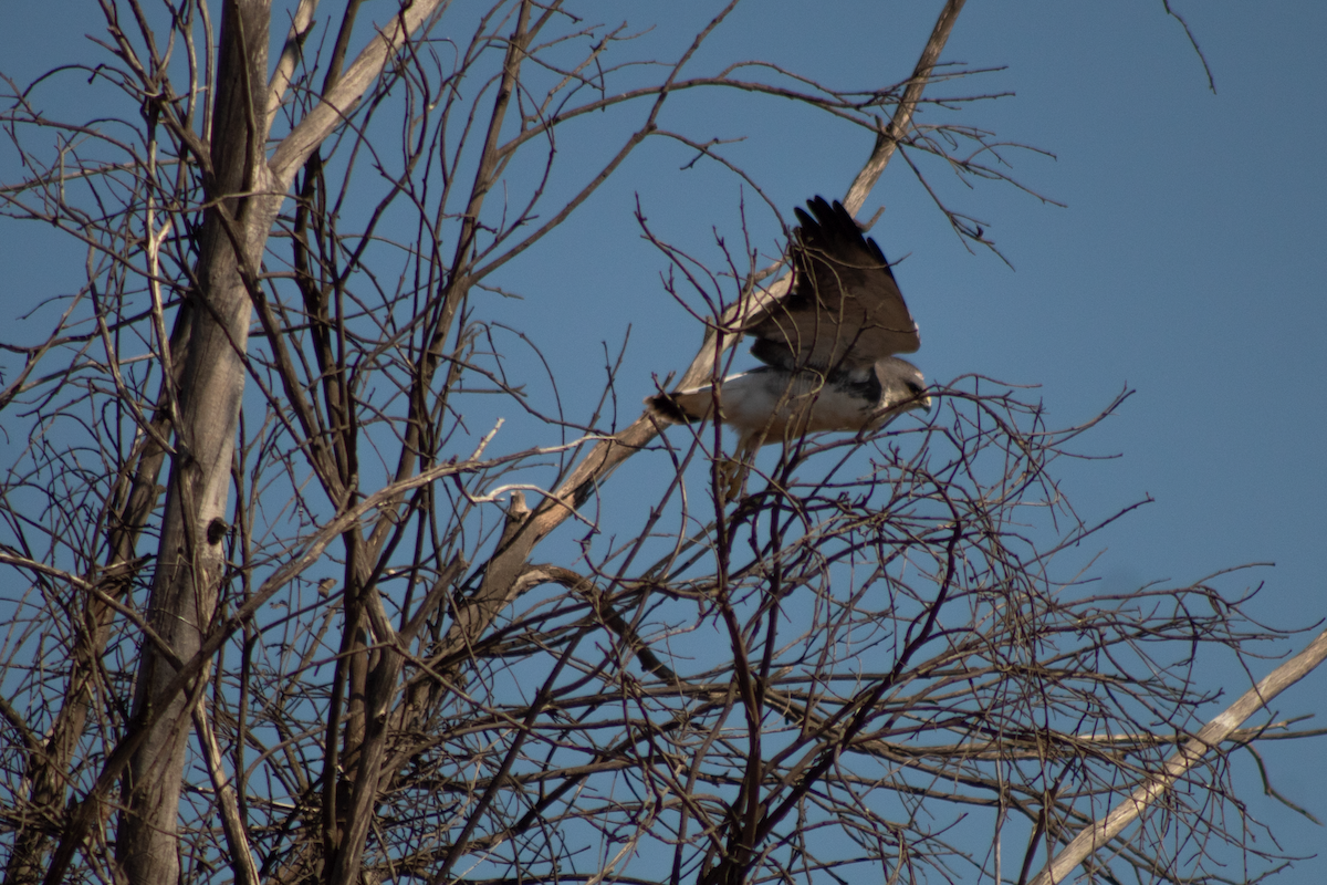 セアカノスリ - ML647591924