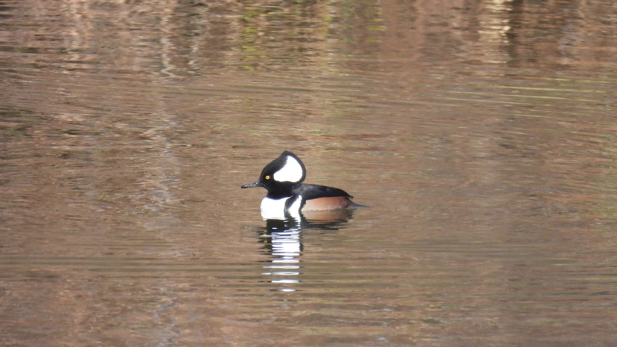 オウギアイサ - ML647591926