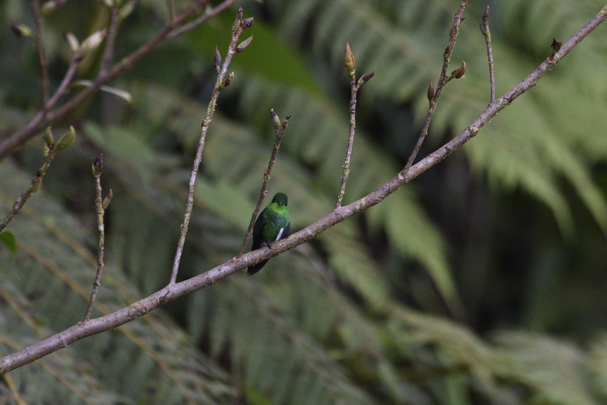 オジロエメラルドハチドリ - ML647591927