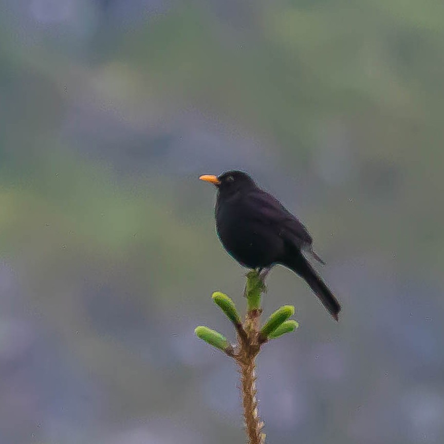 ニシクロウタドリ - ML647591929