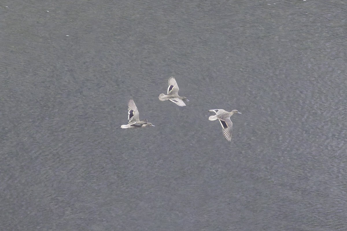 アンデスコガモ（andium） - ML647591930