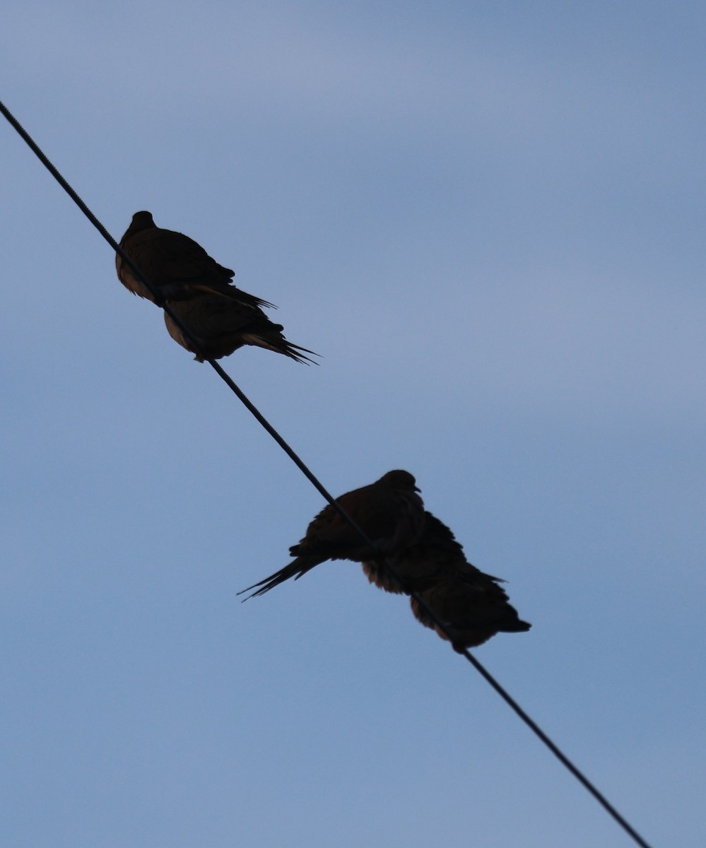 ナゲキバト - ML647591931