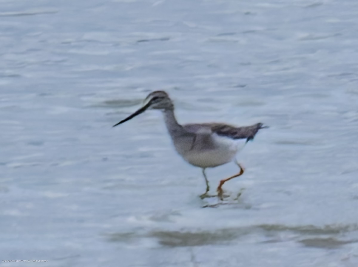 オオキアシシギ - ML647591933