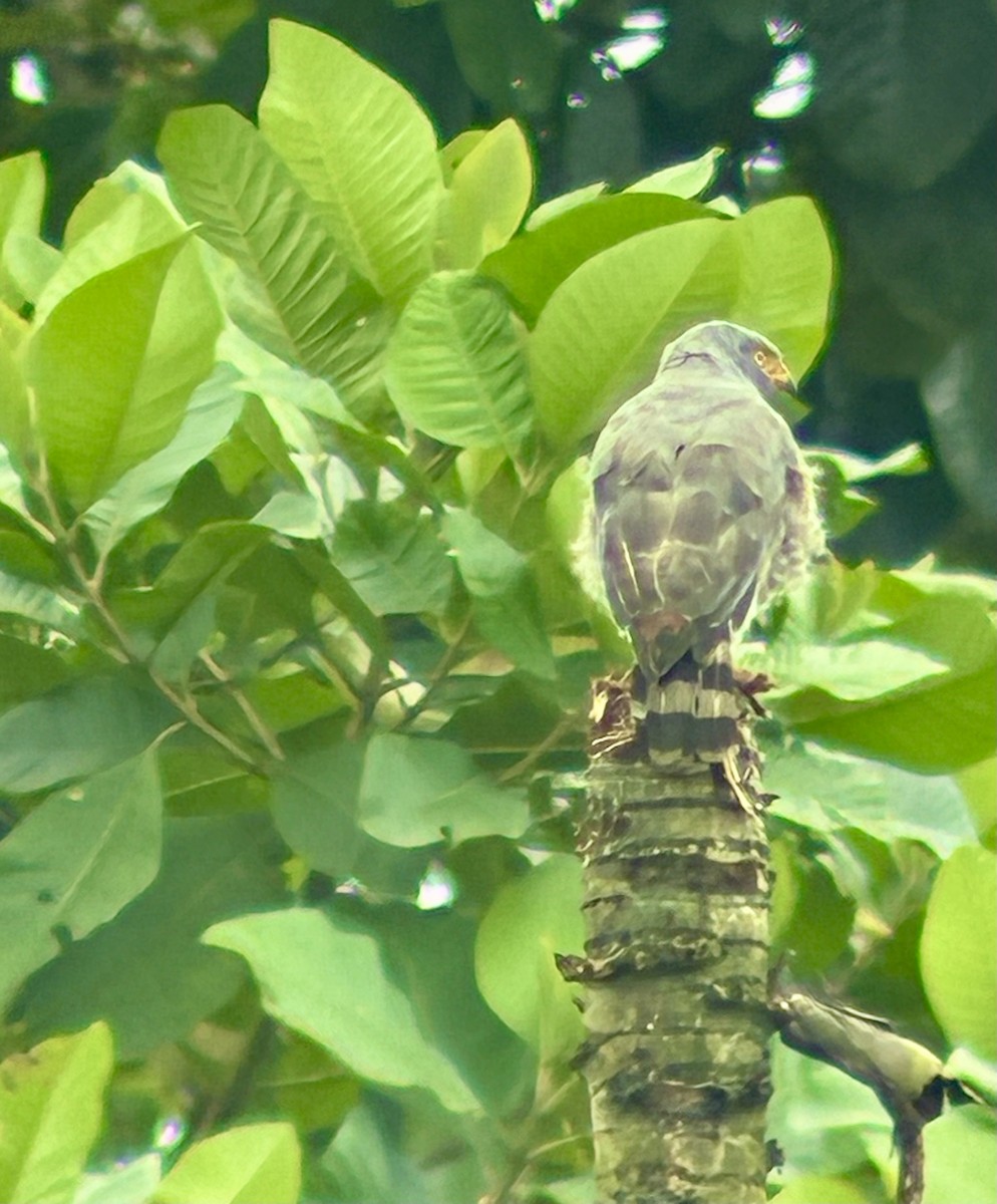 オオハシノスリ - ML647591934