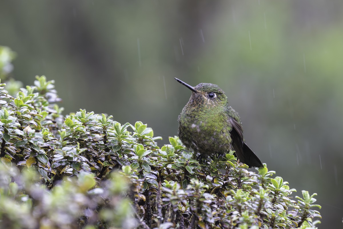 キンミドリテリオハチドリ（primolina） - ML647591935