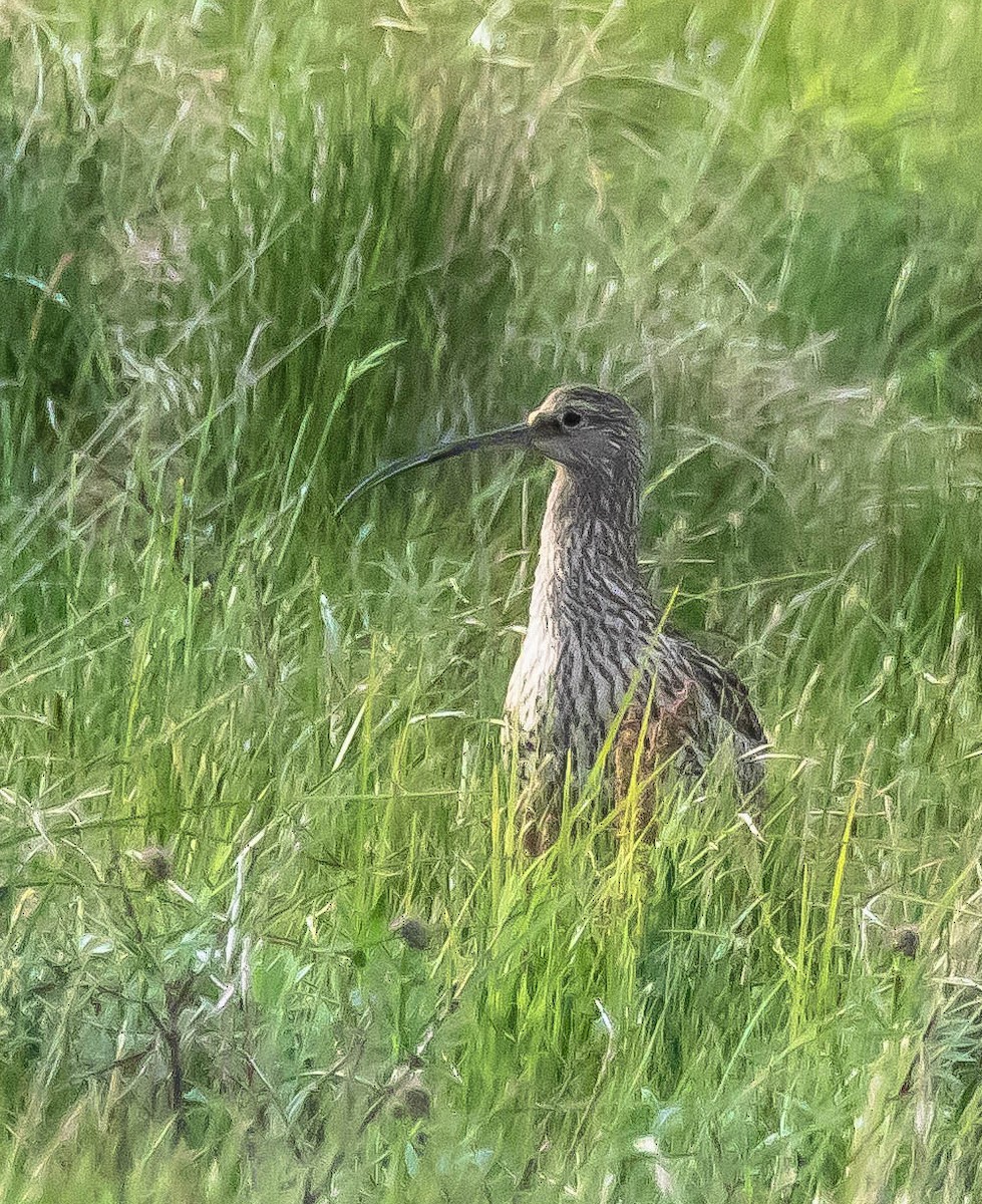 ダイシャクシギ - ML647591936