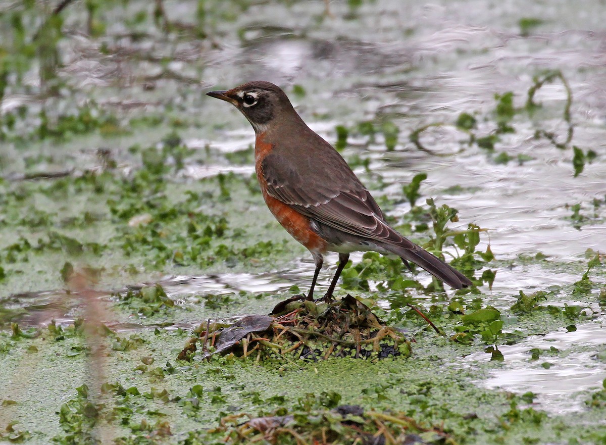 コマツグミ - ML647591937