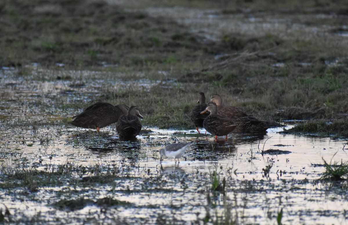 マダラガモ - ML647591938