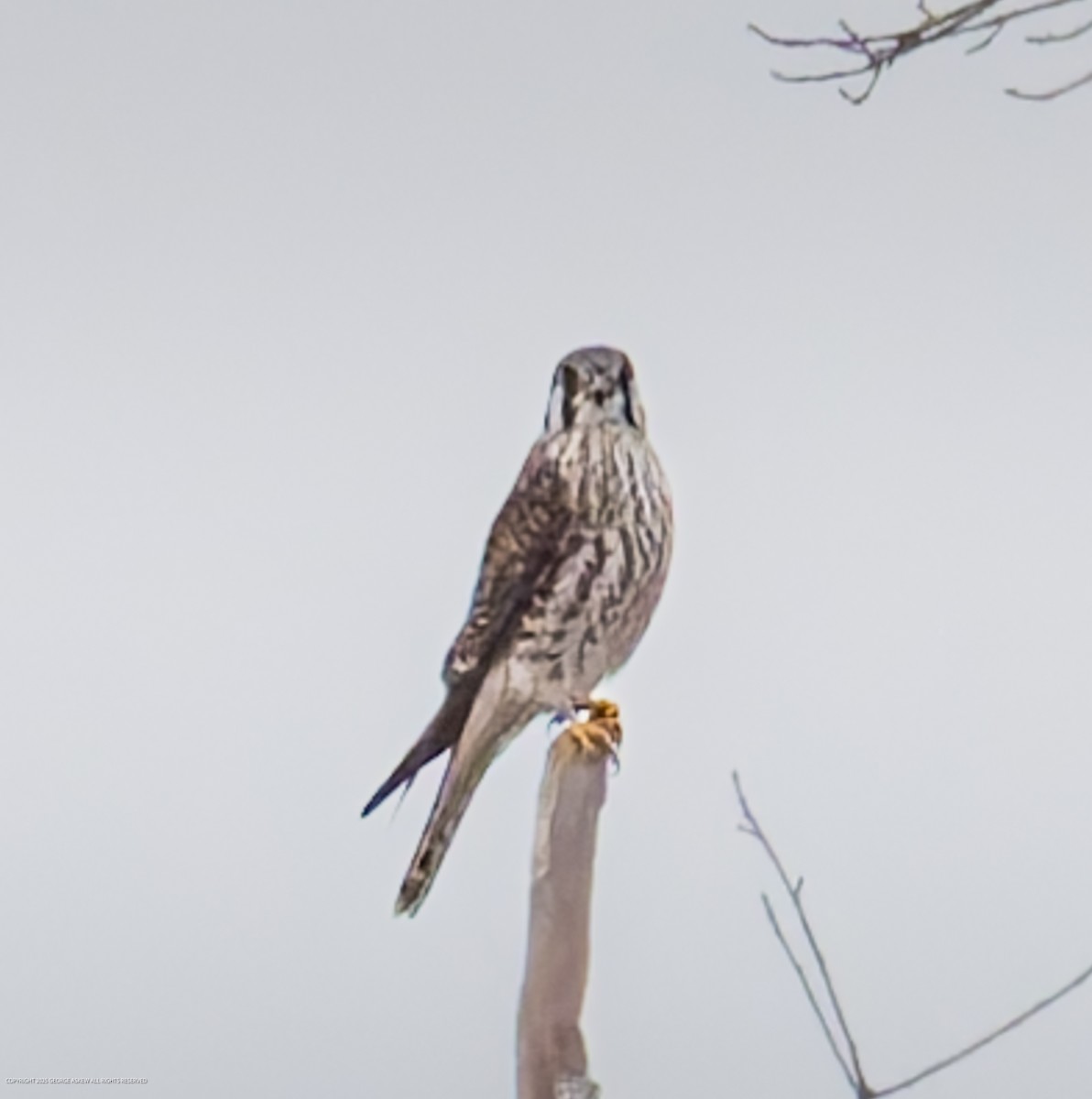 アメリカチョウゲンボウ - ML647591939