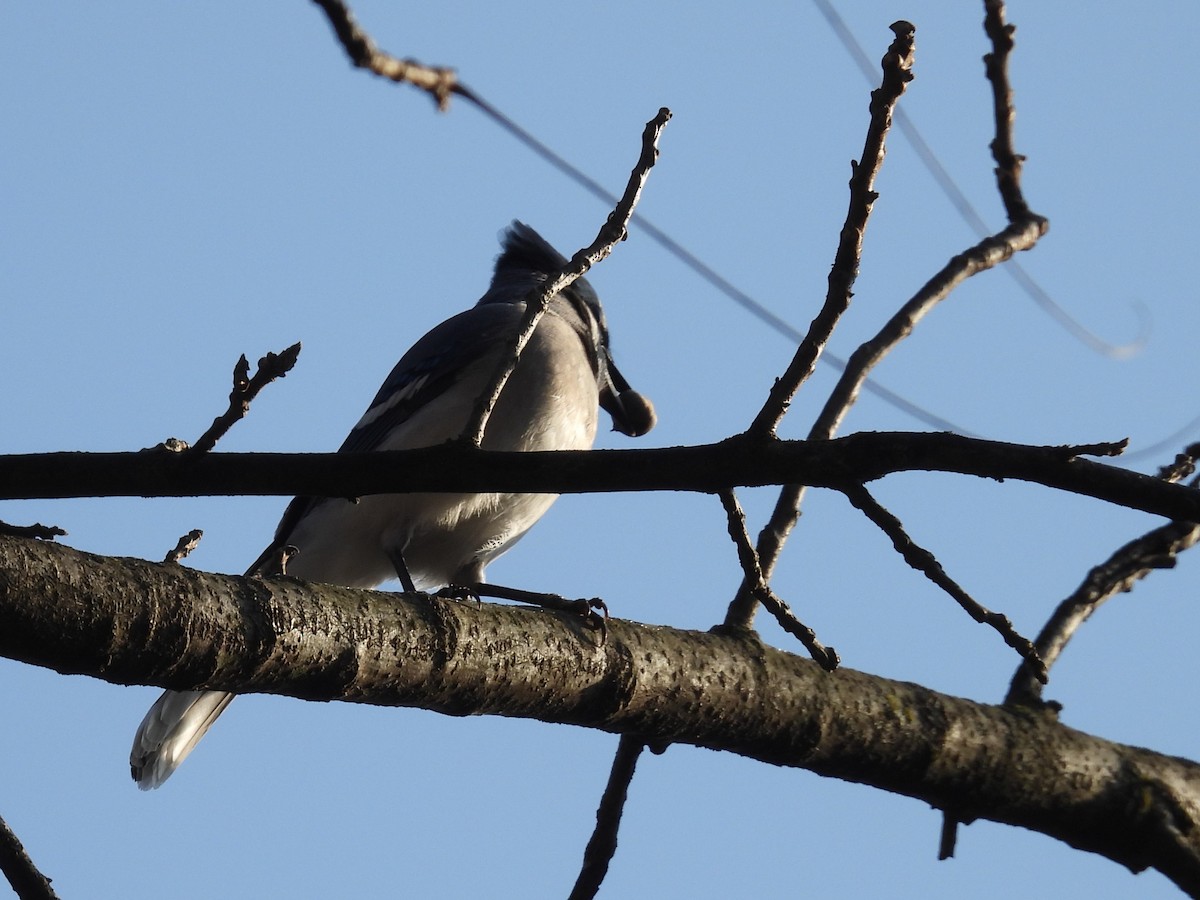 アオカケス - ML647591941