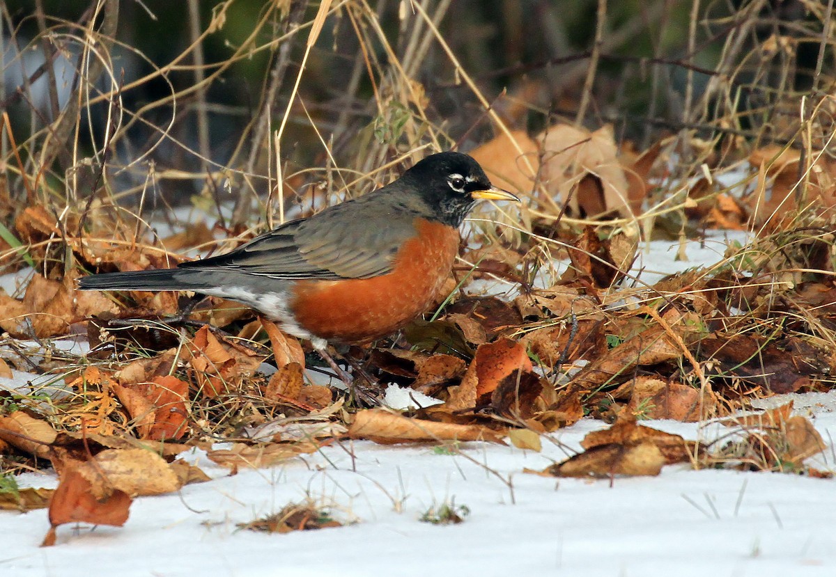 コマツグミ - ML647591942