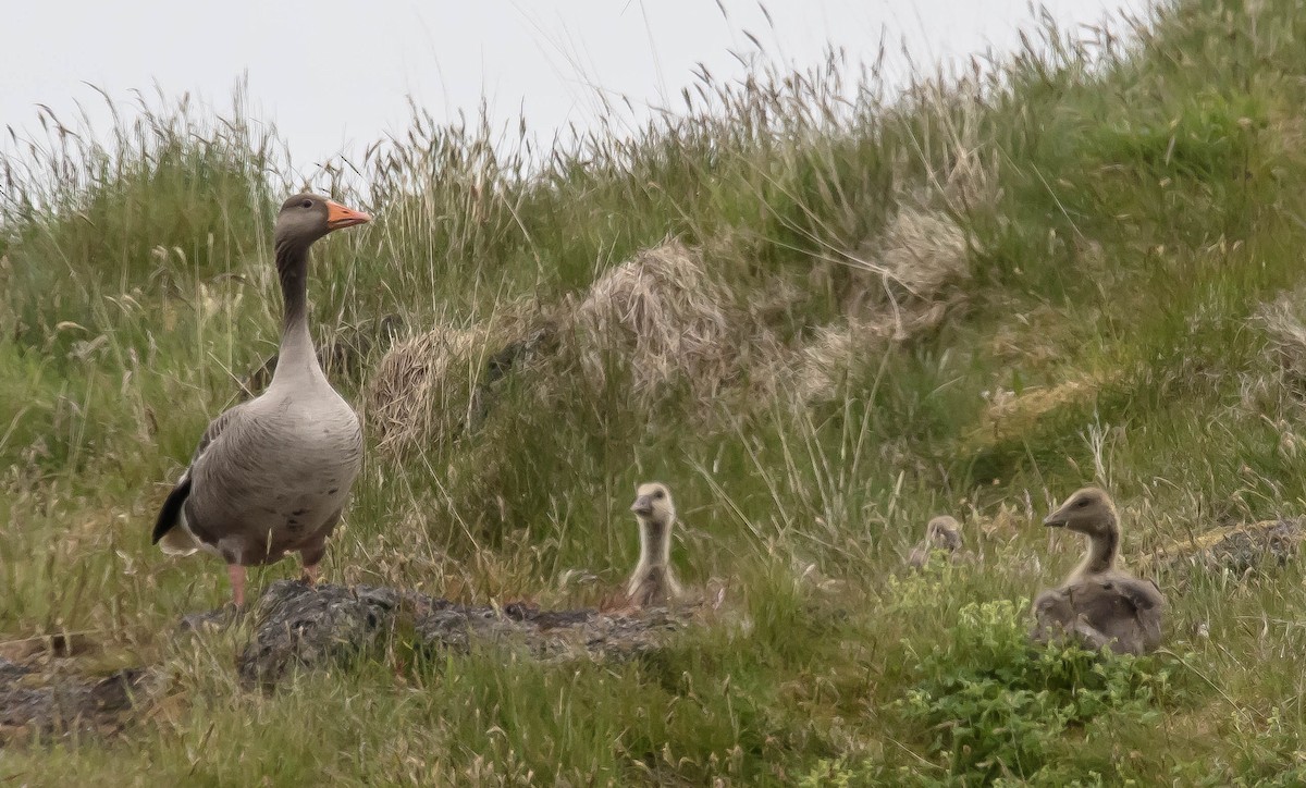 ハイイロガン - ML647591946