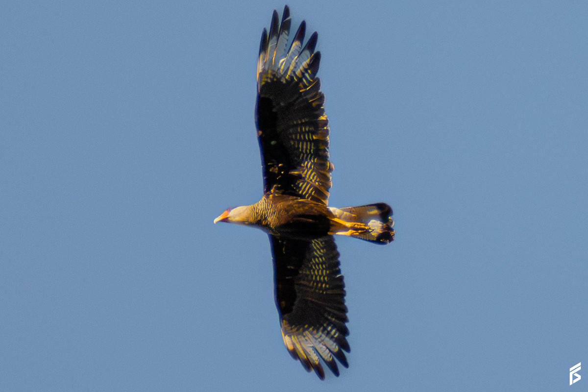 ミナミカラカラ - ML647591949