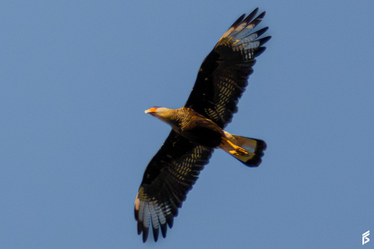 ミナミカラカラ - ML647591950