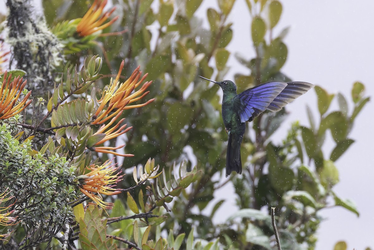 ルリバネハチドリ - ML647591951