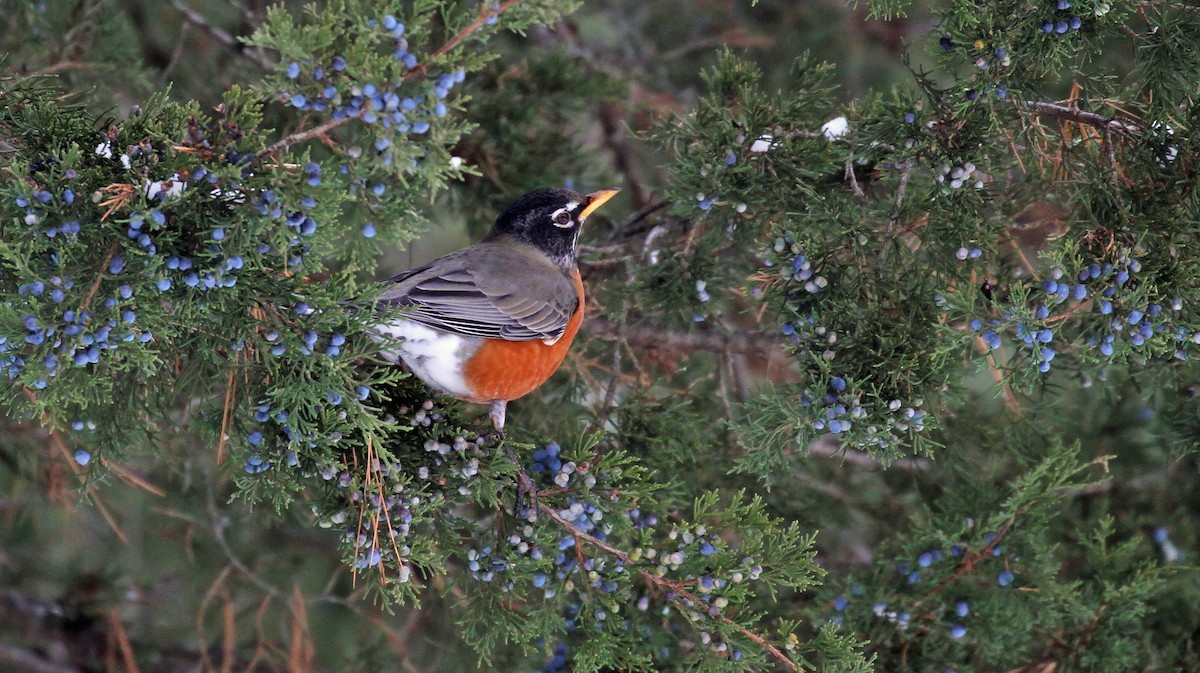 コマツグミ - ML647591955