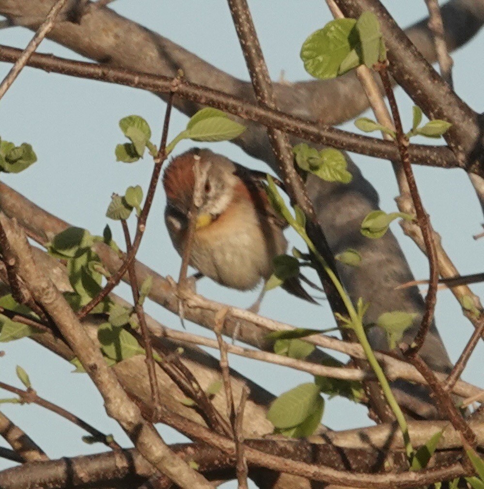 オオオナガカマドドリ - ML647591956