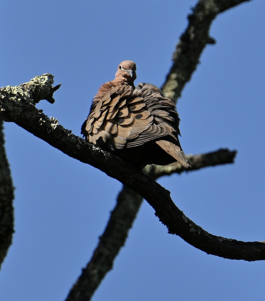 ミミグロバト - ML647591957