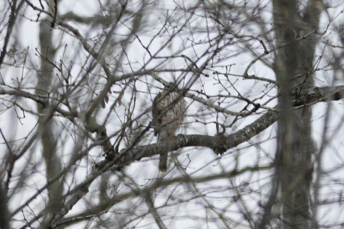 Cooper's Hawk - ML647591967
